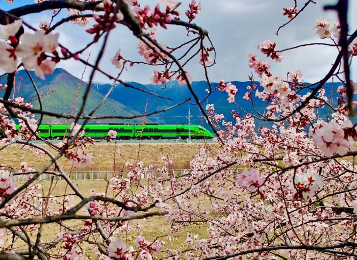 “拉林铁路+桃花”开启别样赏花之旅