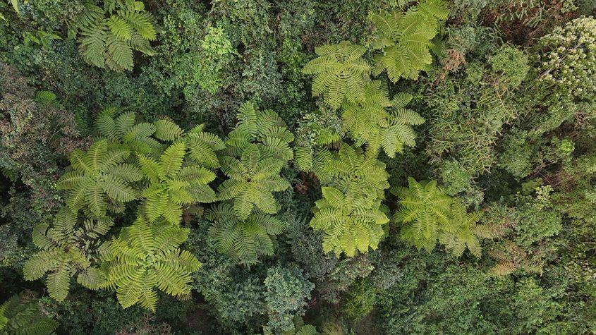 植物“活化石”桫椤枝头抽新绿