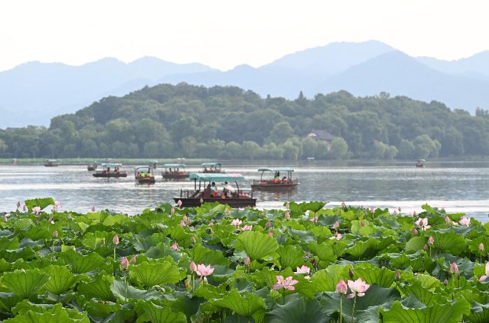 杭州西湖荷花开放吸引游人